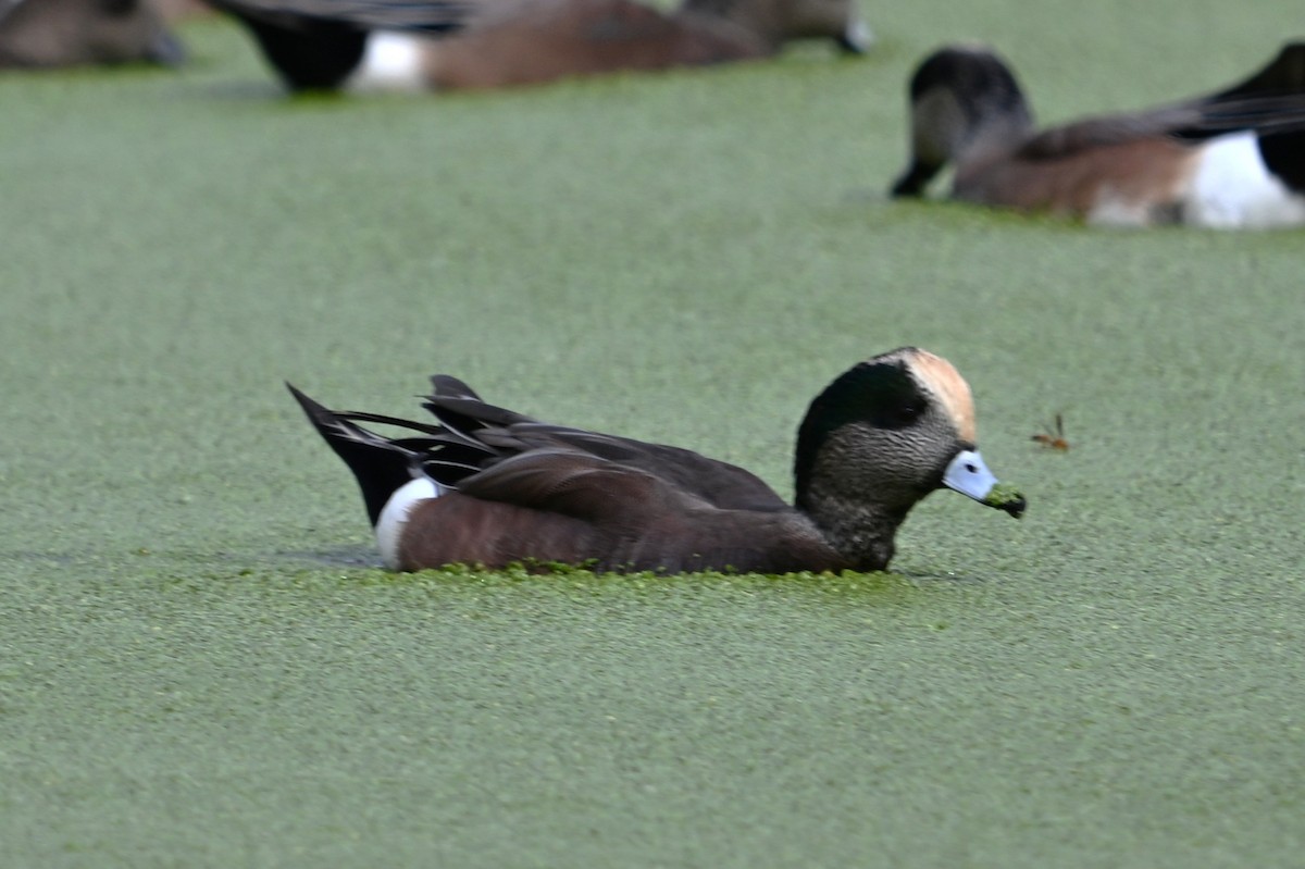 Свищ американський - ML645203544