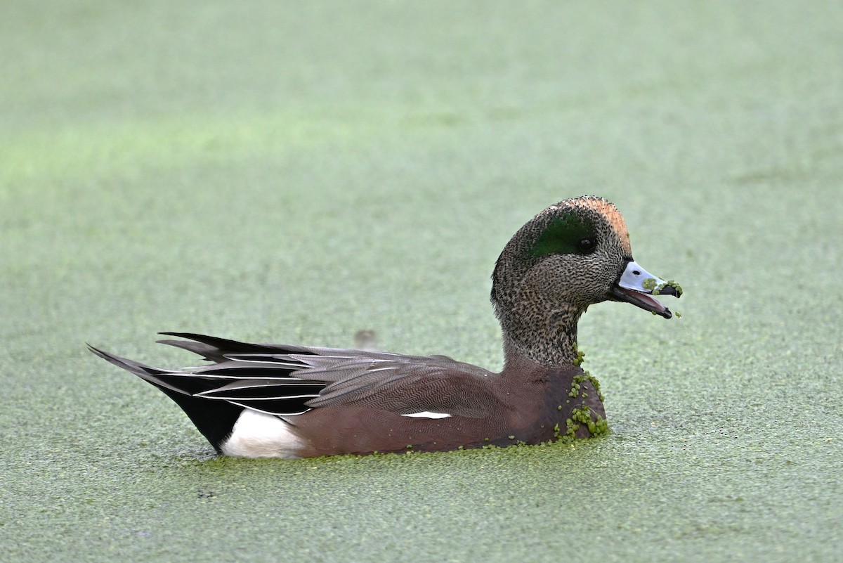 Свищ американський - ML645203545