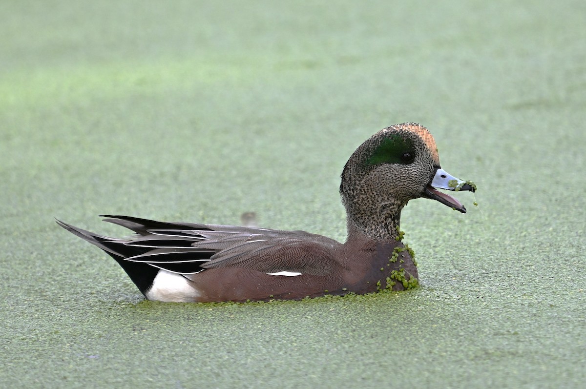 Свищ американський - ML645203546