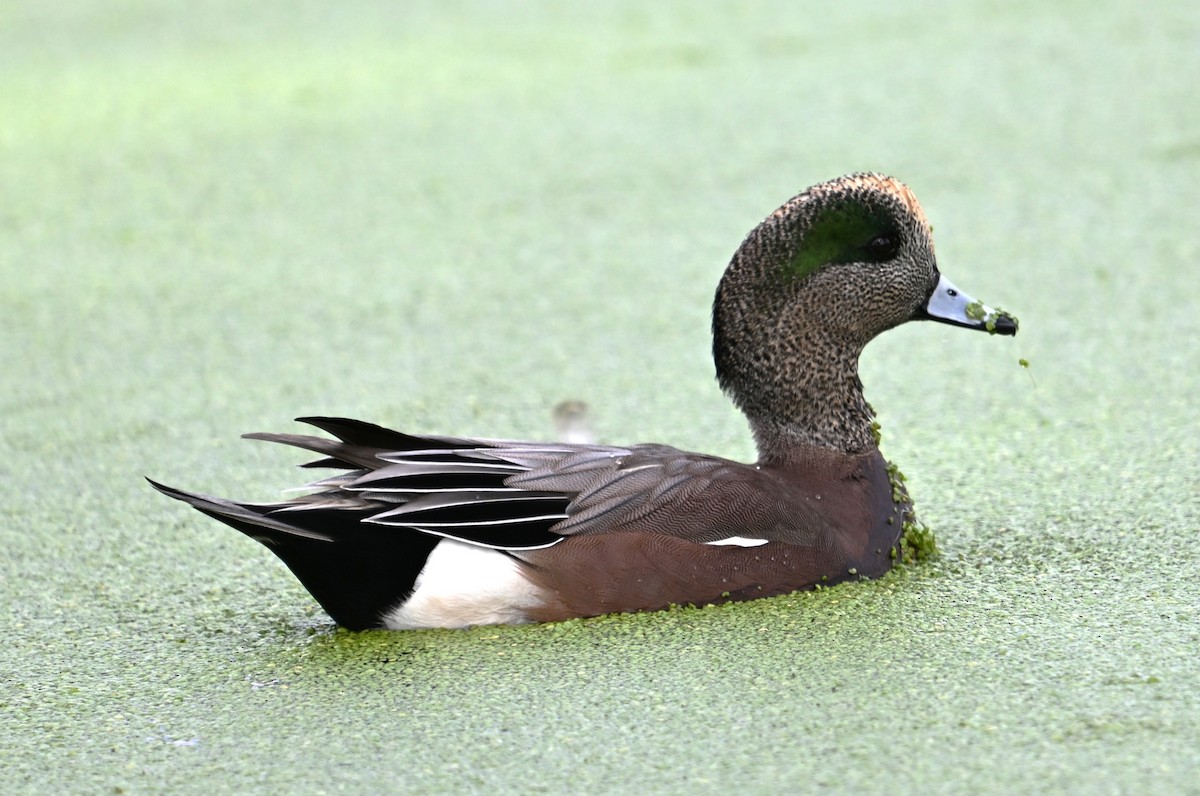 Свищ американський - ML645203547