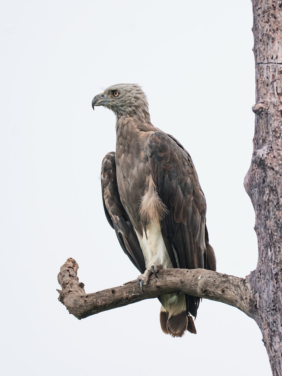 Gray-headed Fish-Eagle - ML645203575