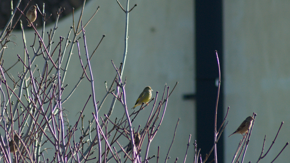 Grünfink - ML645203588