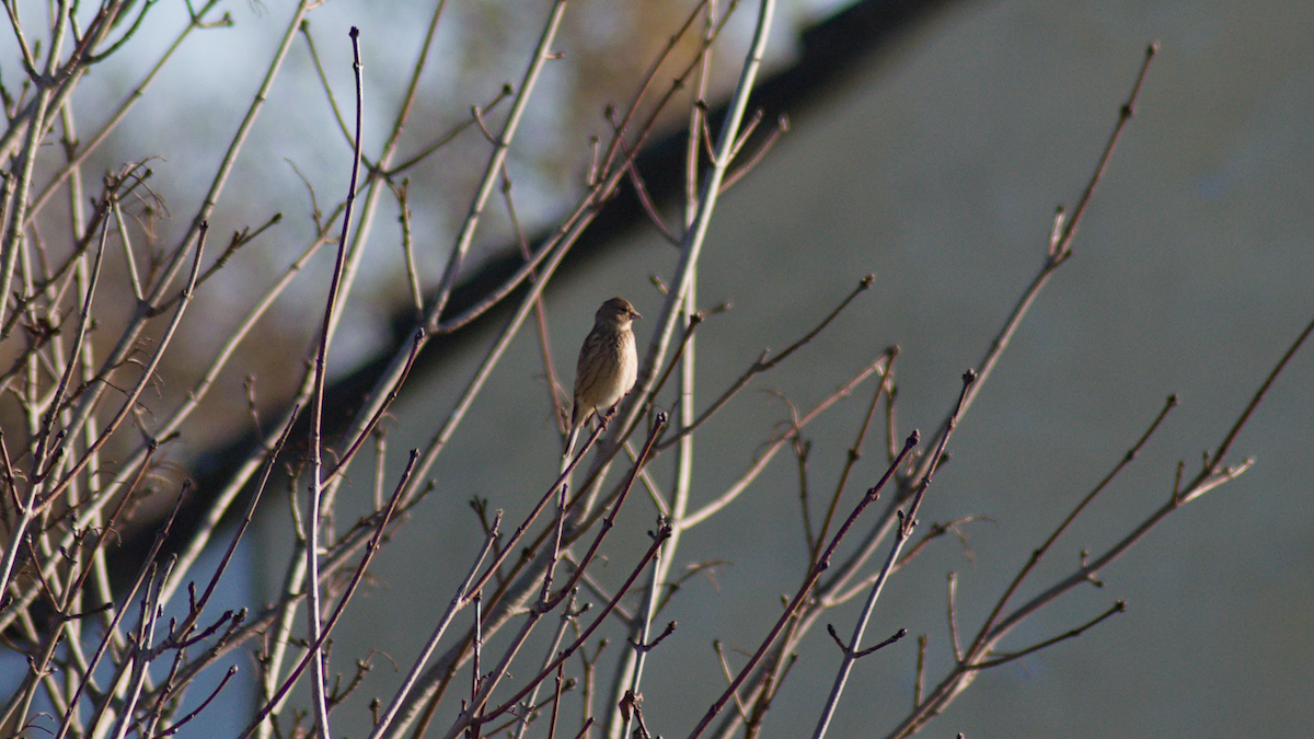 Bluthänfling - ML645203601