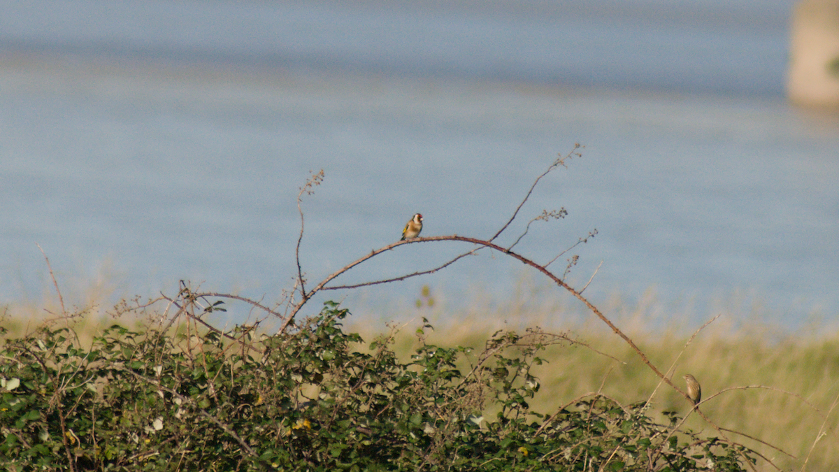 Stieglitz - ML645203604