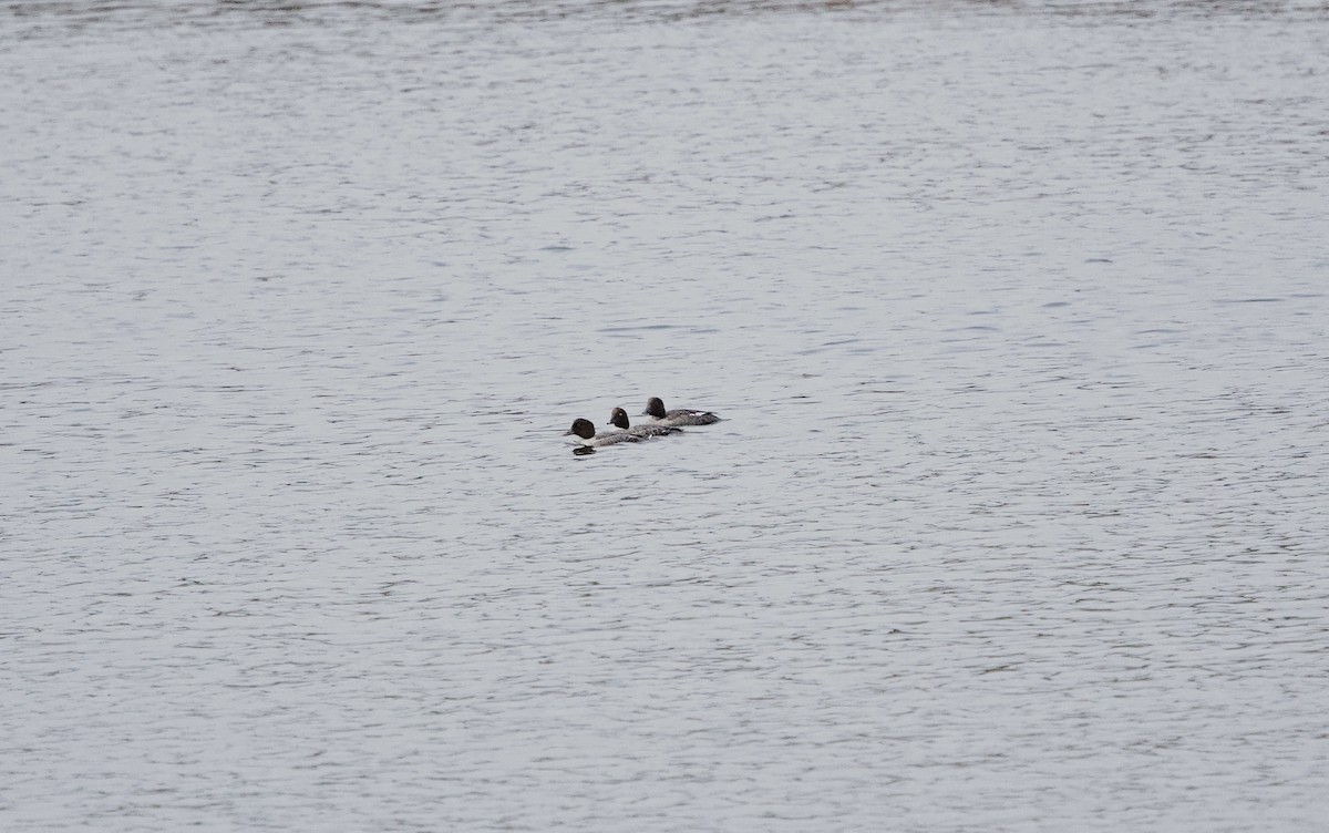 kvinand - ML645203606