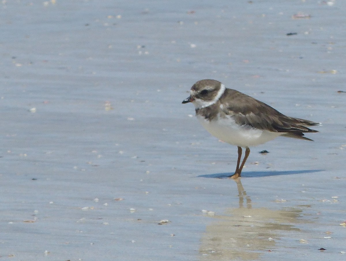 Semipalmated Plover - ML645203622