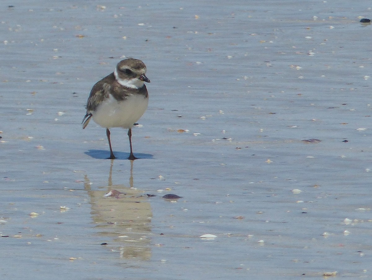 Semipalmated Plover - ML645203623