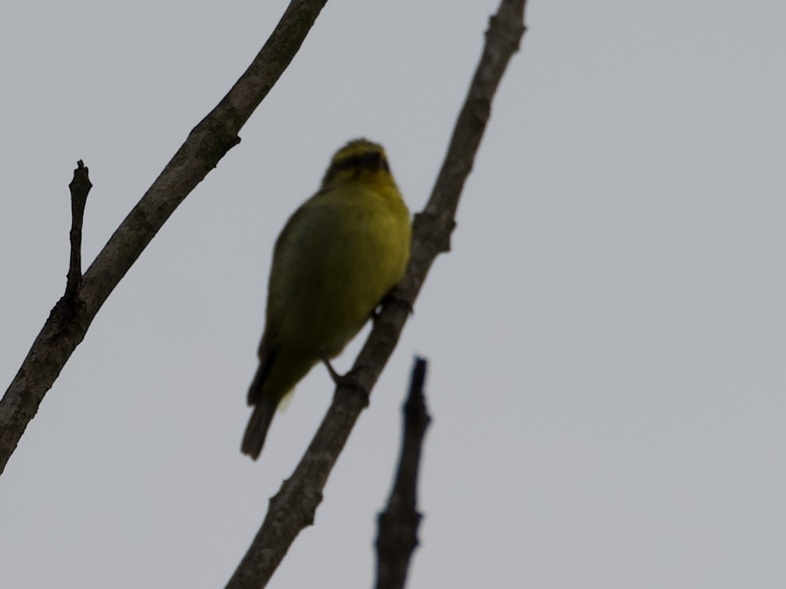 Yellow-fronted Canary - ML645203624