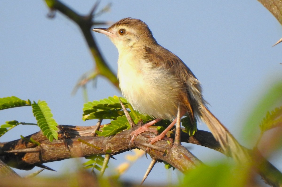 Ashy Prinia - ML645203630