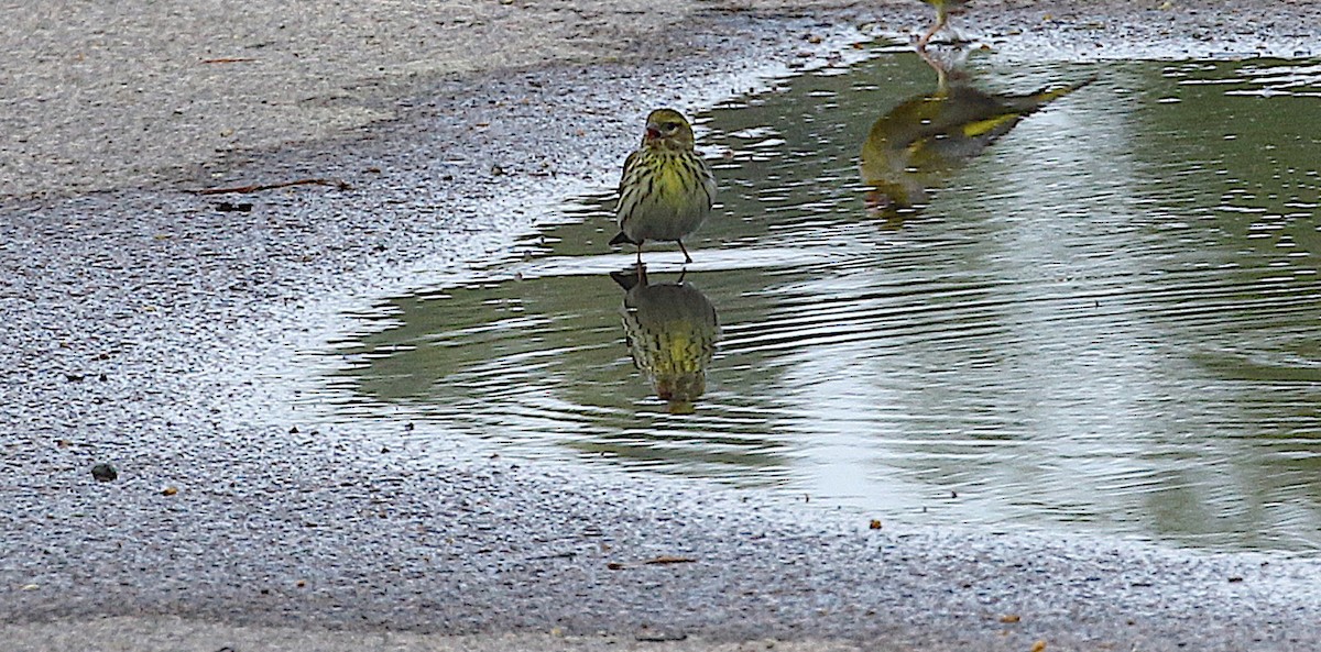 Girlitz - ML645203631