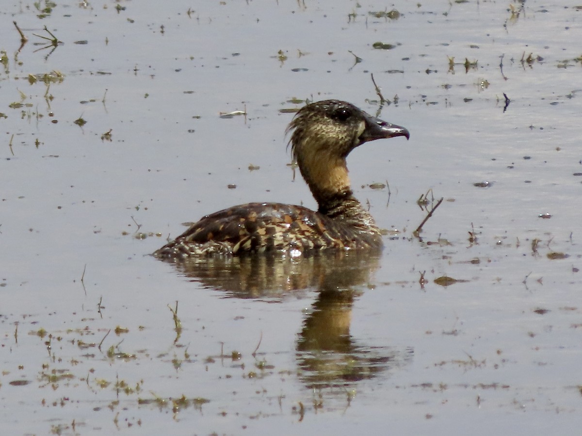White-backed Duck - ML645203634