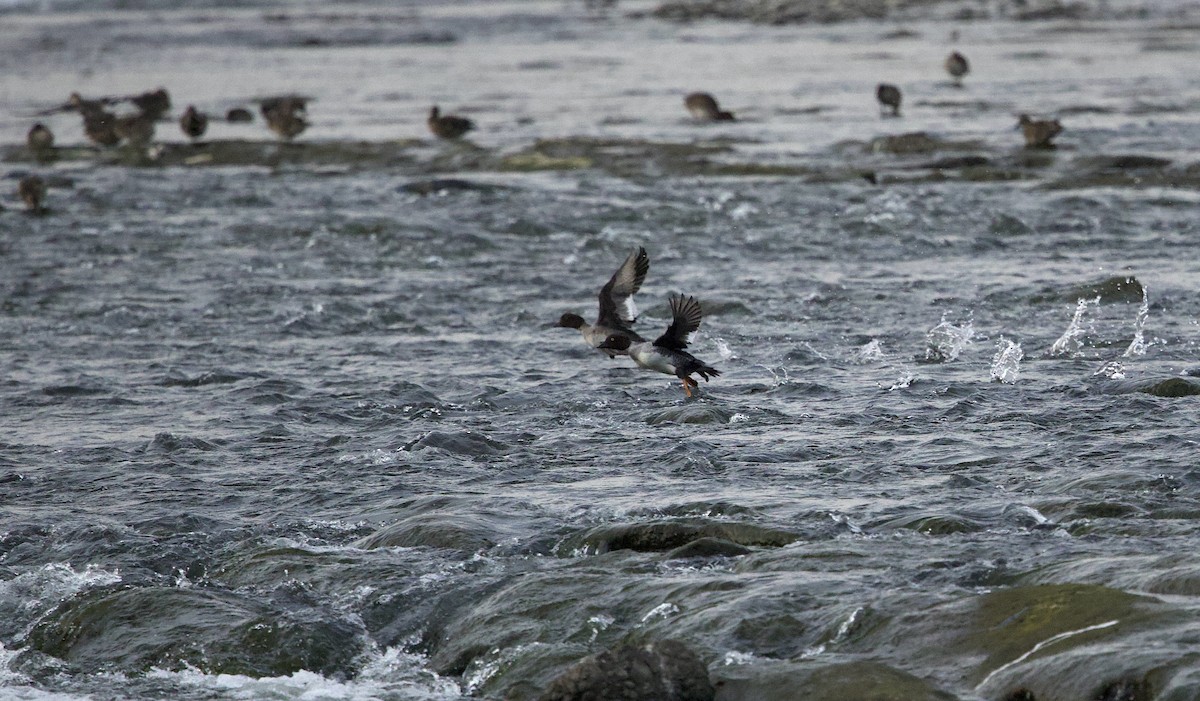 kvinand - ML645203656