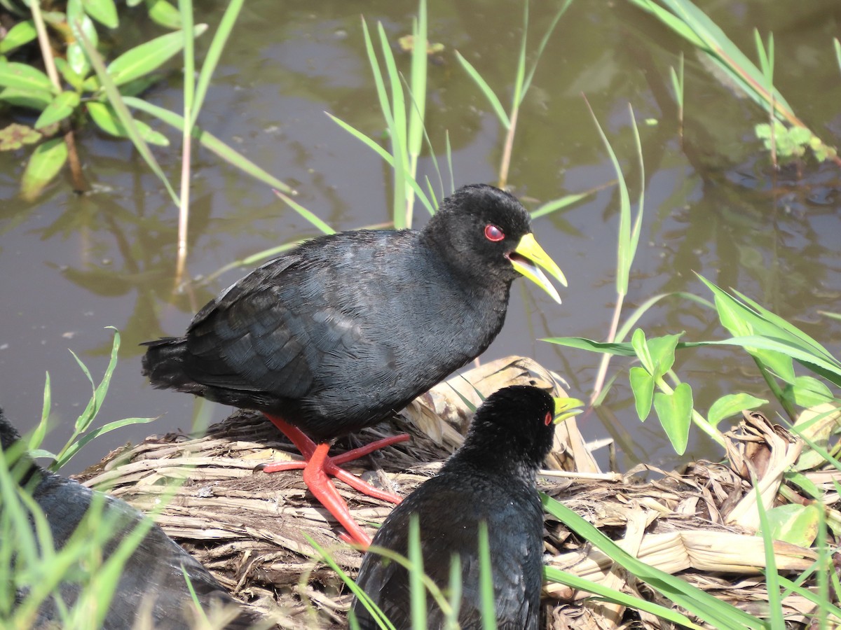 svartrikse - ML645203666