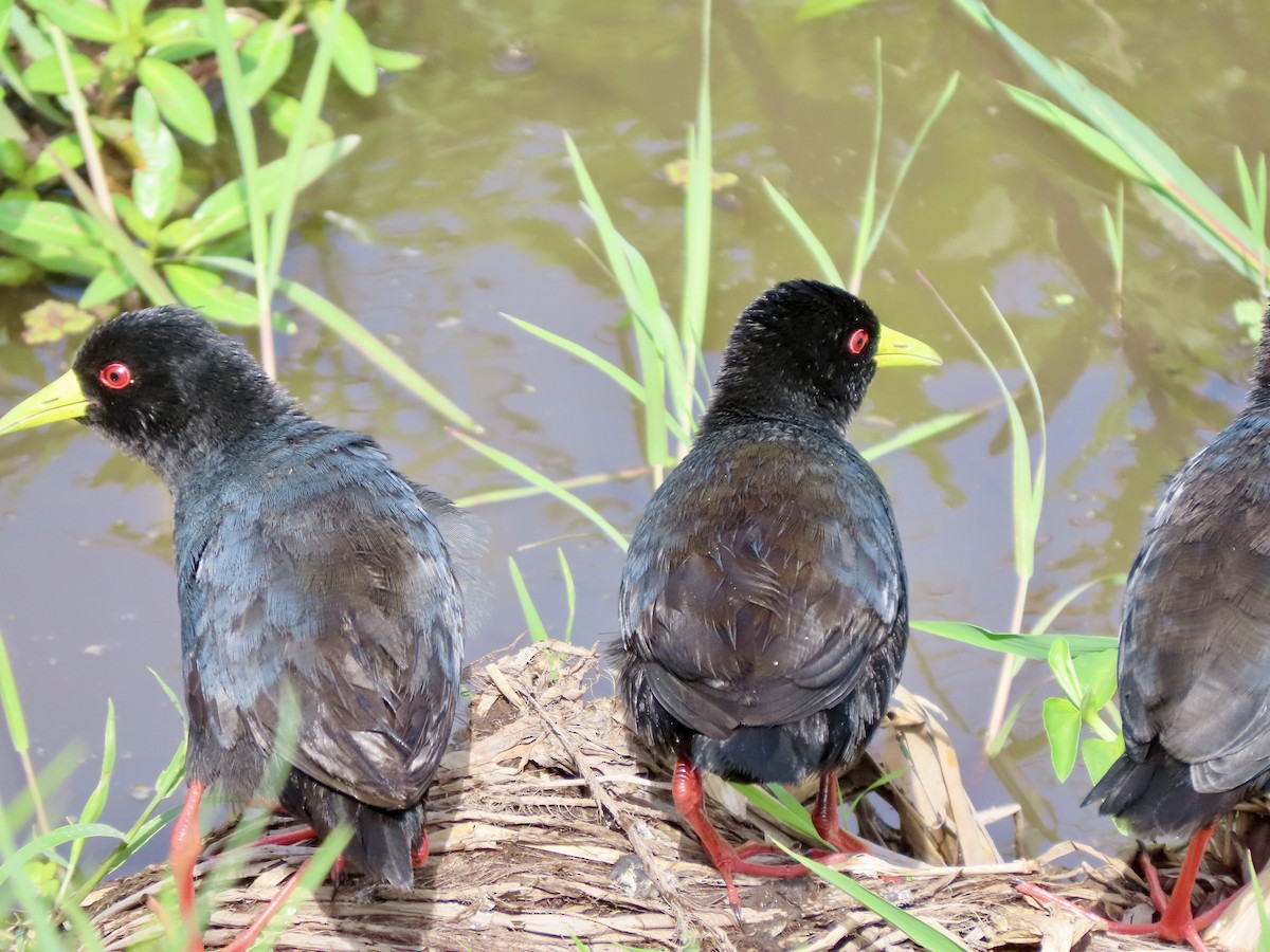 svartrikse - ML645203667