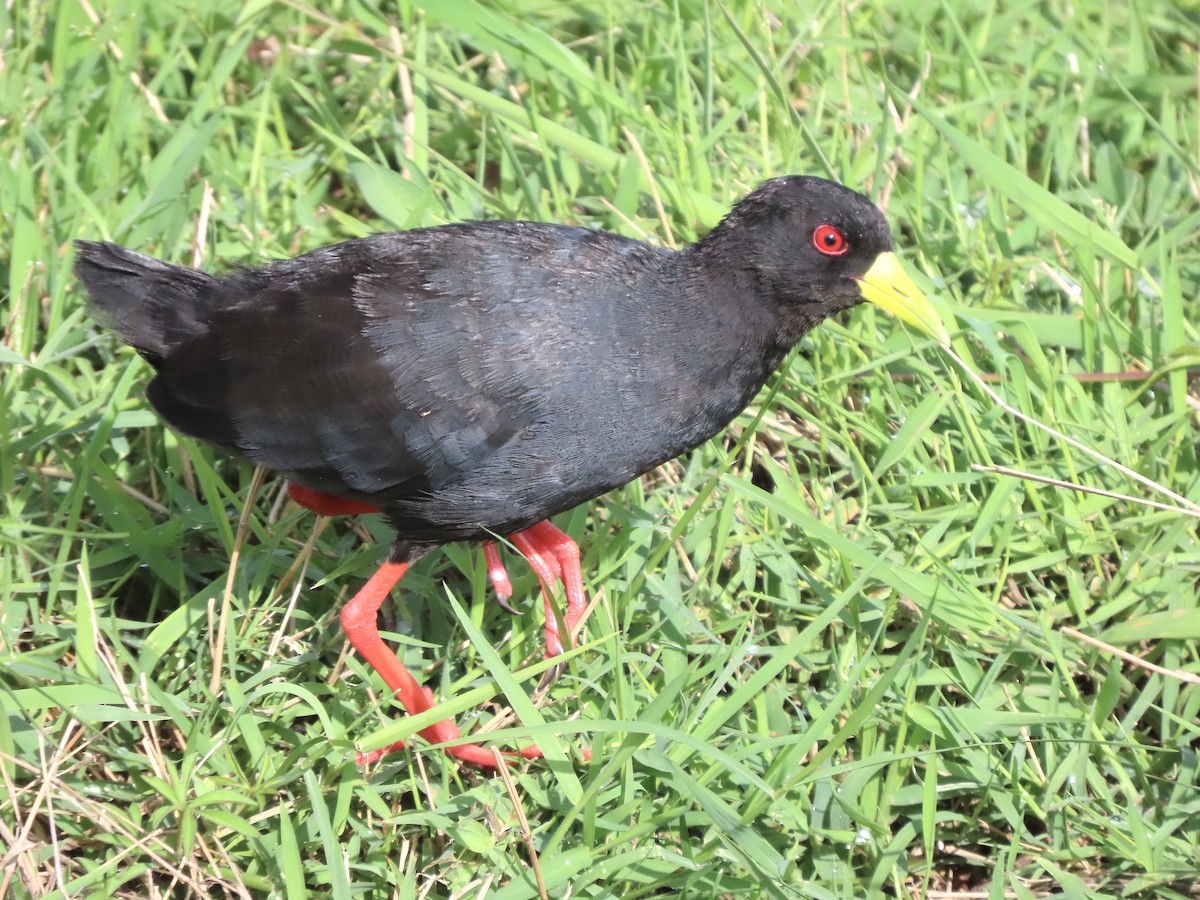 svartrikse - ML645203668