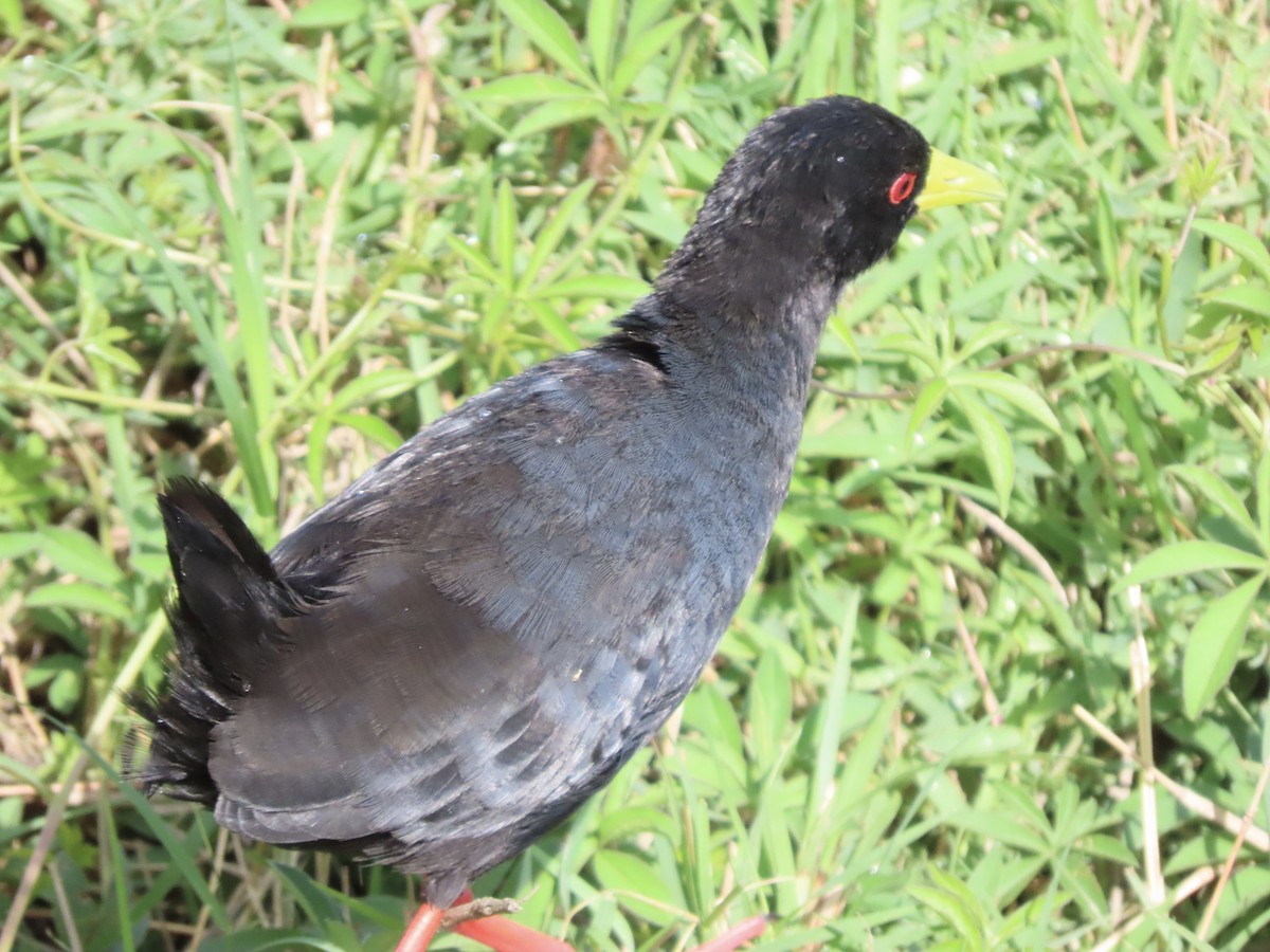 svartrikse - ML645203669