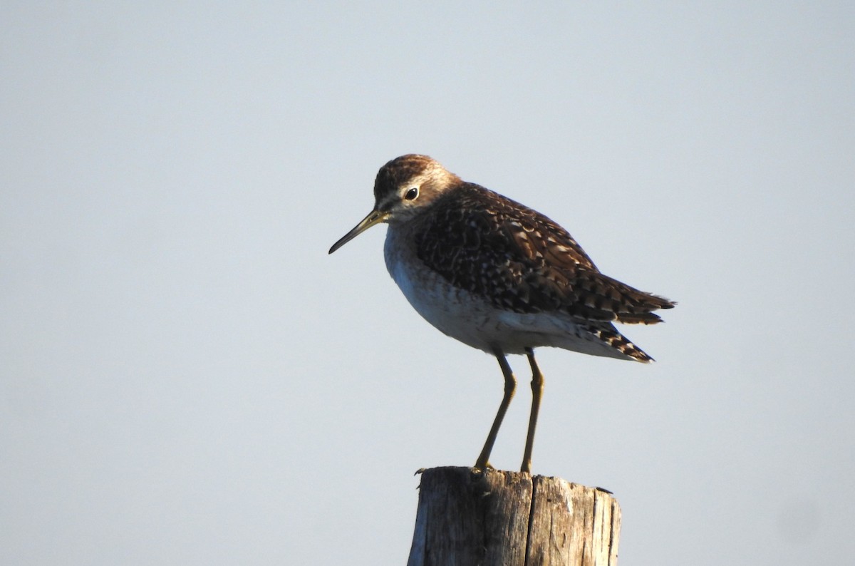 vodouš bahenní - ML645203670