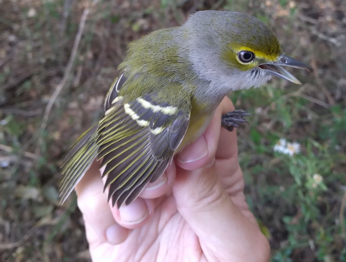Weißaugenvireo - ML645203681