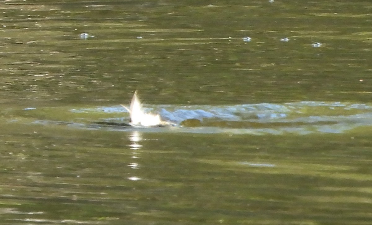 Australasian Grebe - ML645203701