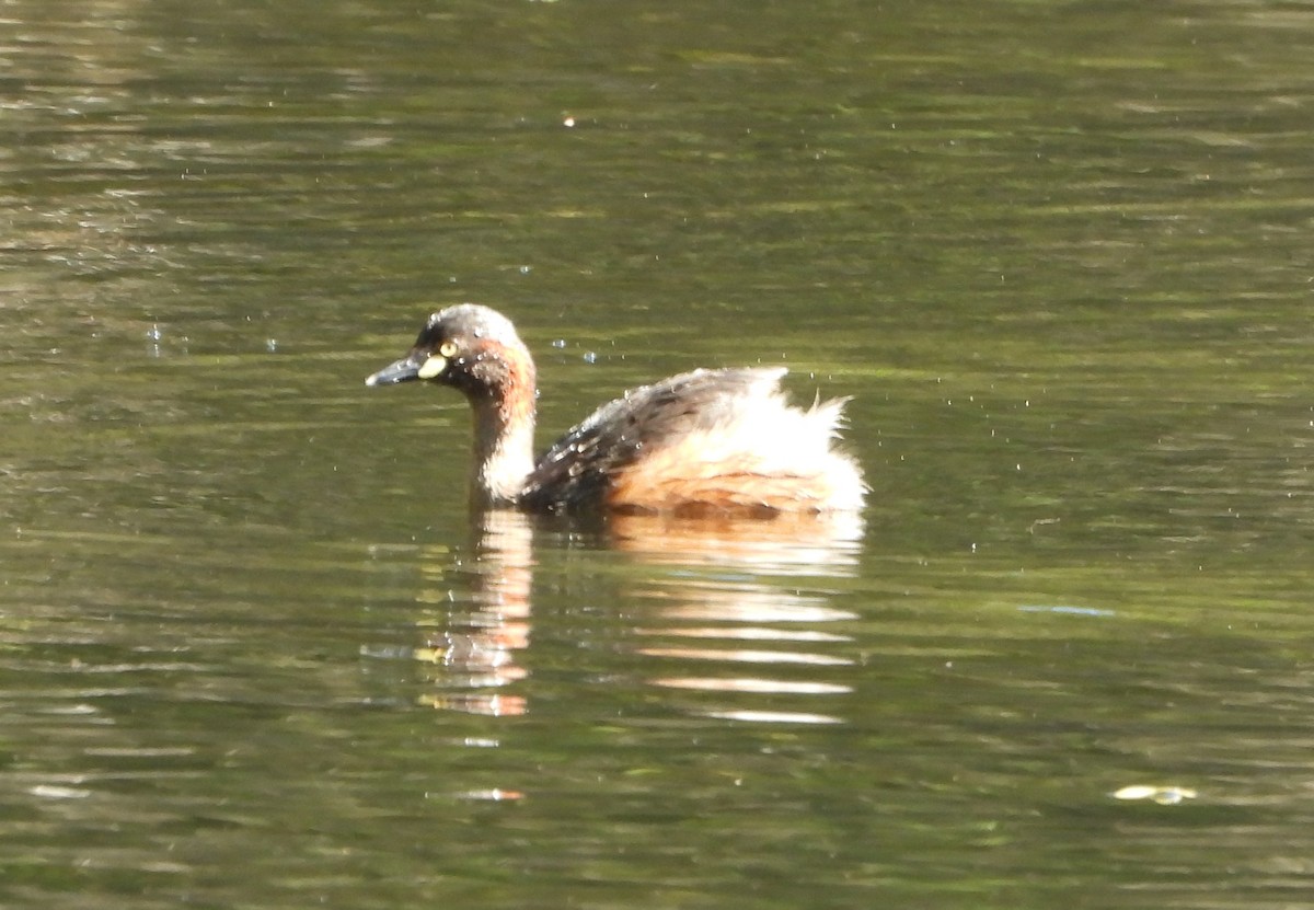 Australasian Grebe - ML645203702
