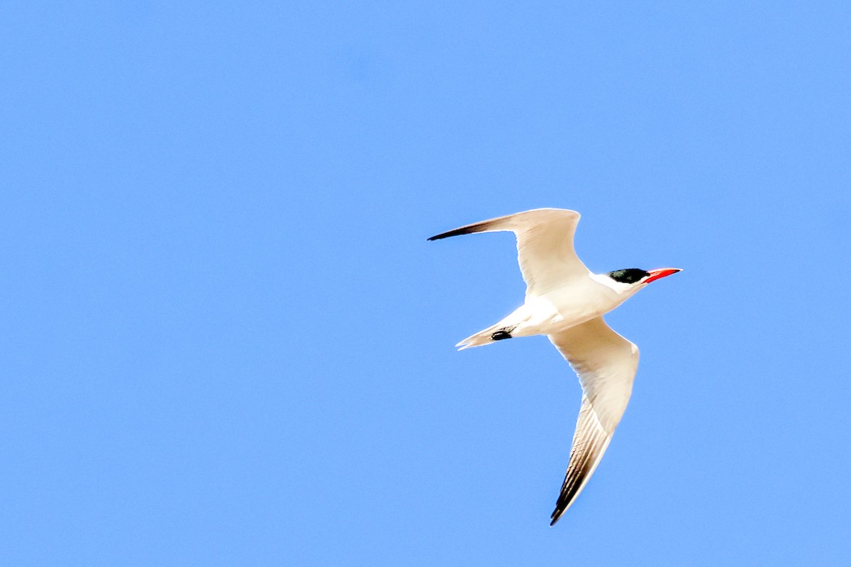 Hazar Sumrusu - ML645203703