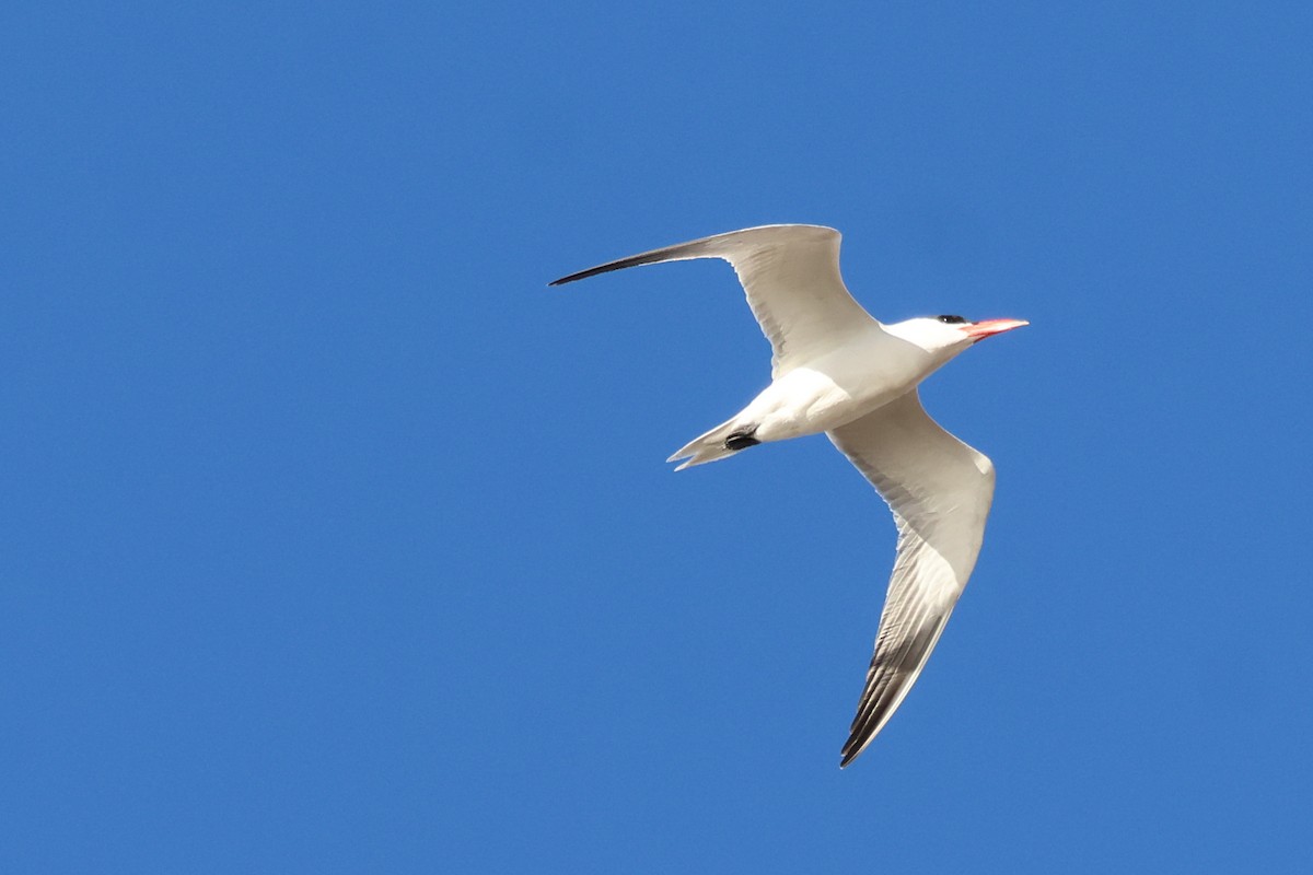 Hazar Sumrusu - ML645203704