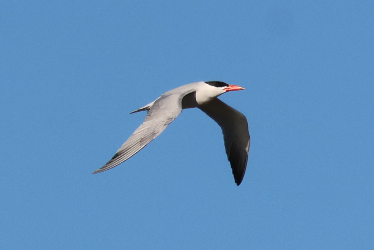 Hazar Sumrusu - ML645203705