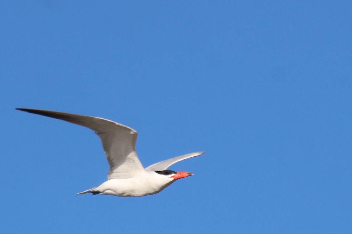 Hazar Sumrusu - ML645203706