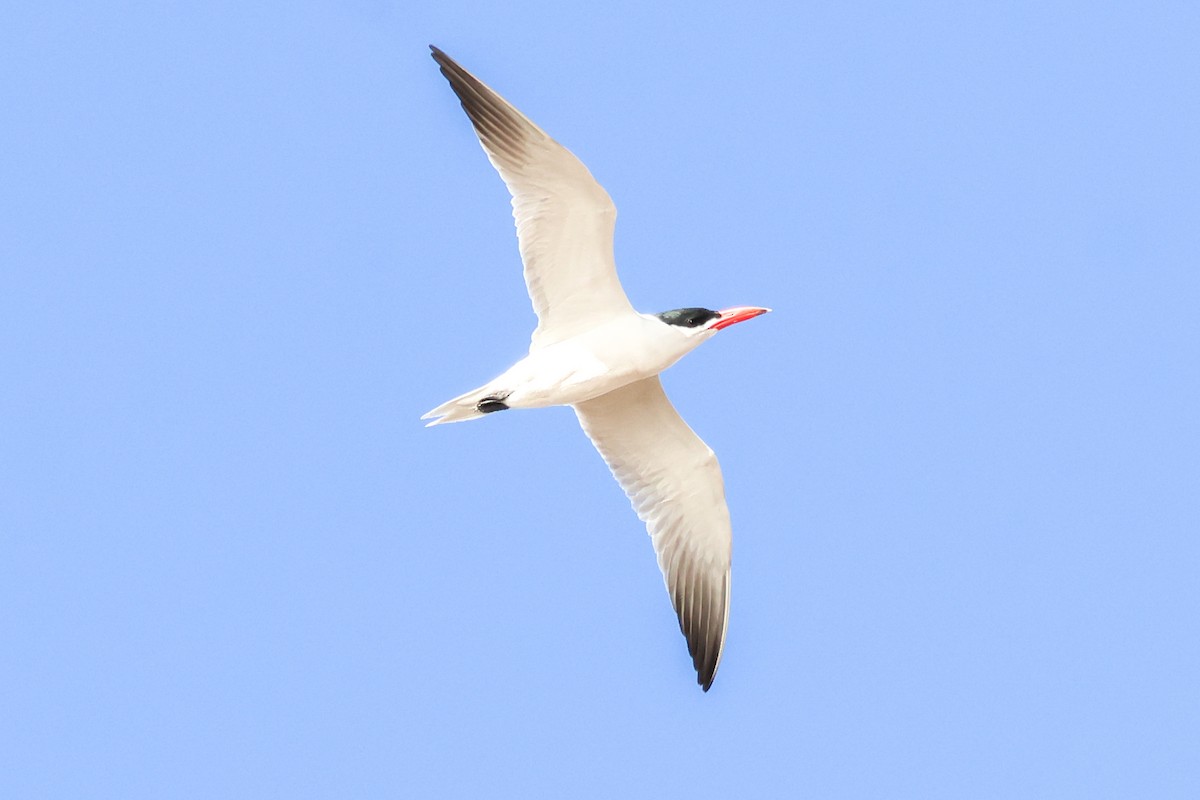 Hazar Sumrusu - ML645203707