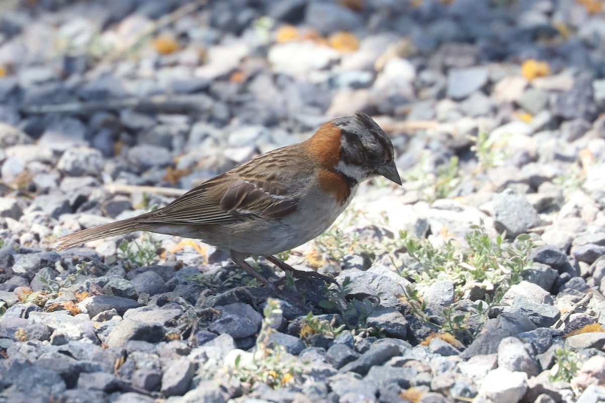 Morgenammer - ML645203715