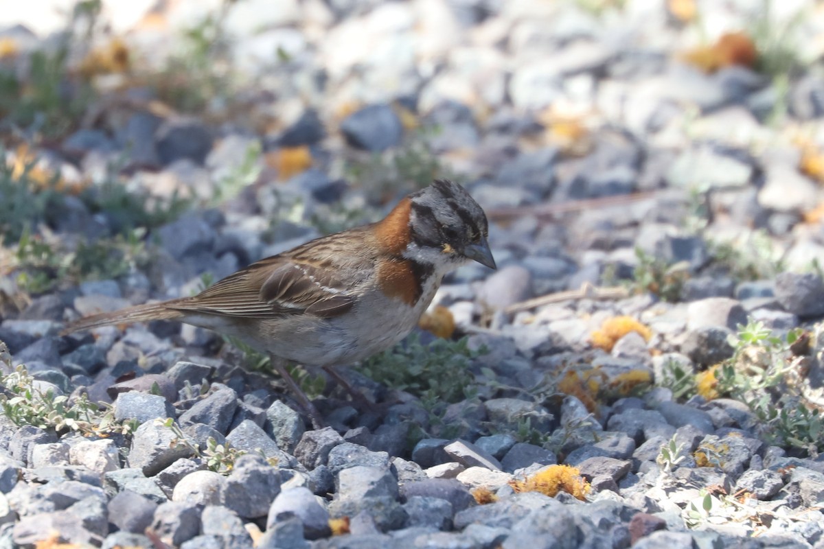 Morgenammer - ML645203716