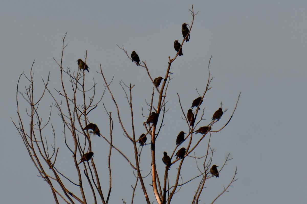 Storno - ML645203721