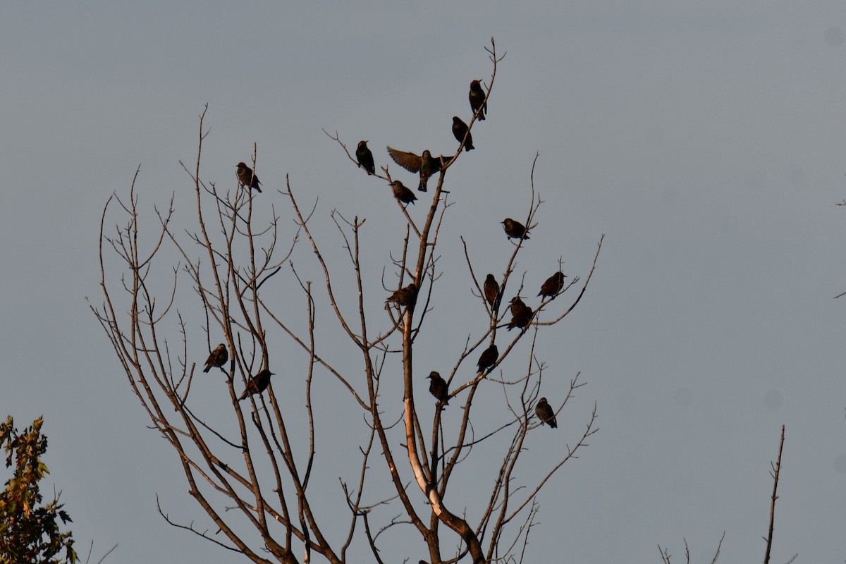 Storno - ML645203722