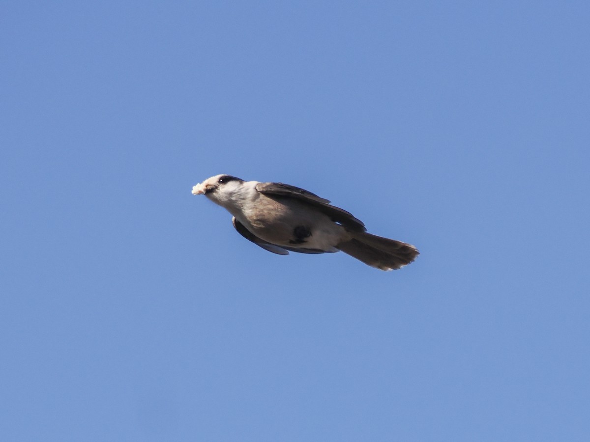 Canada Jay - ML645203731