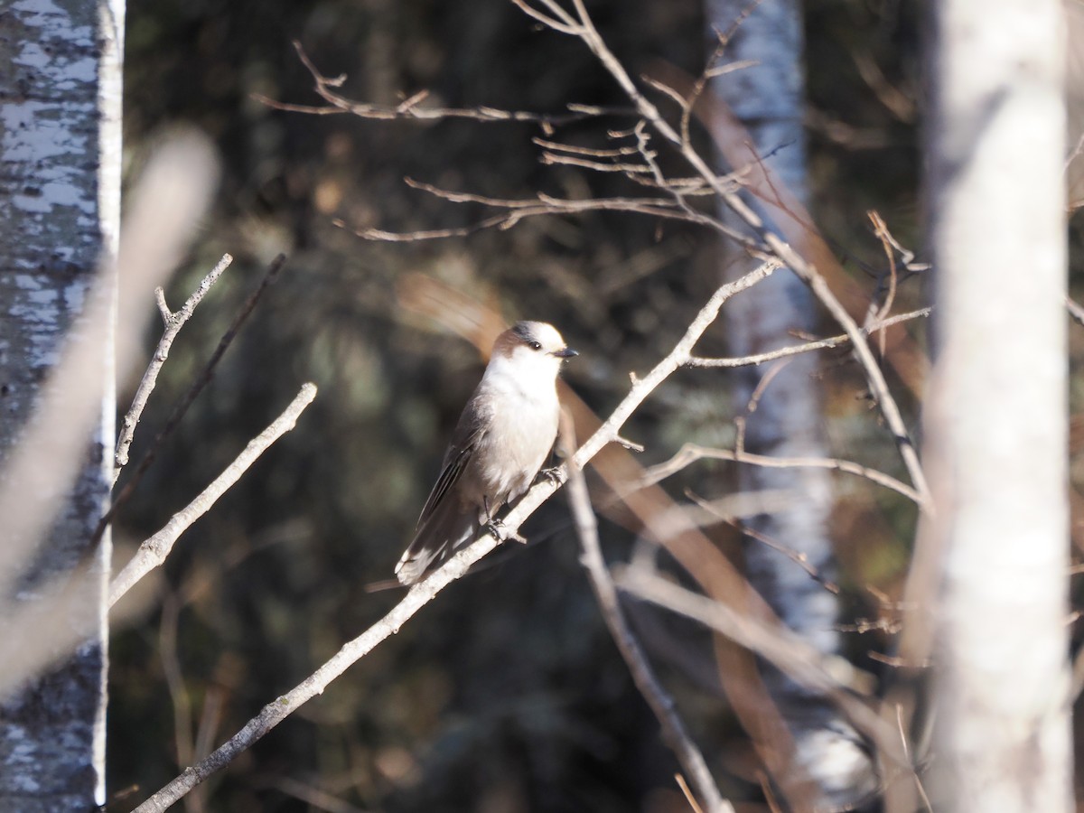 Canada Jay - ML645203732