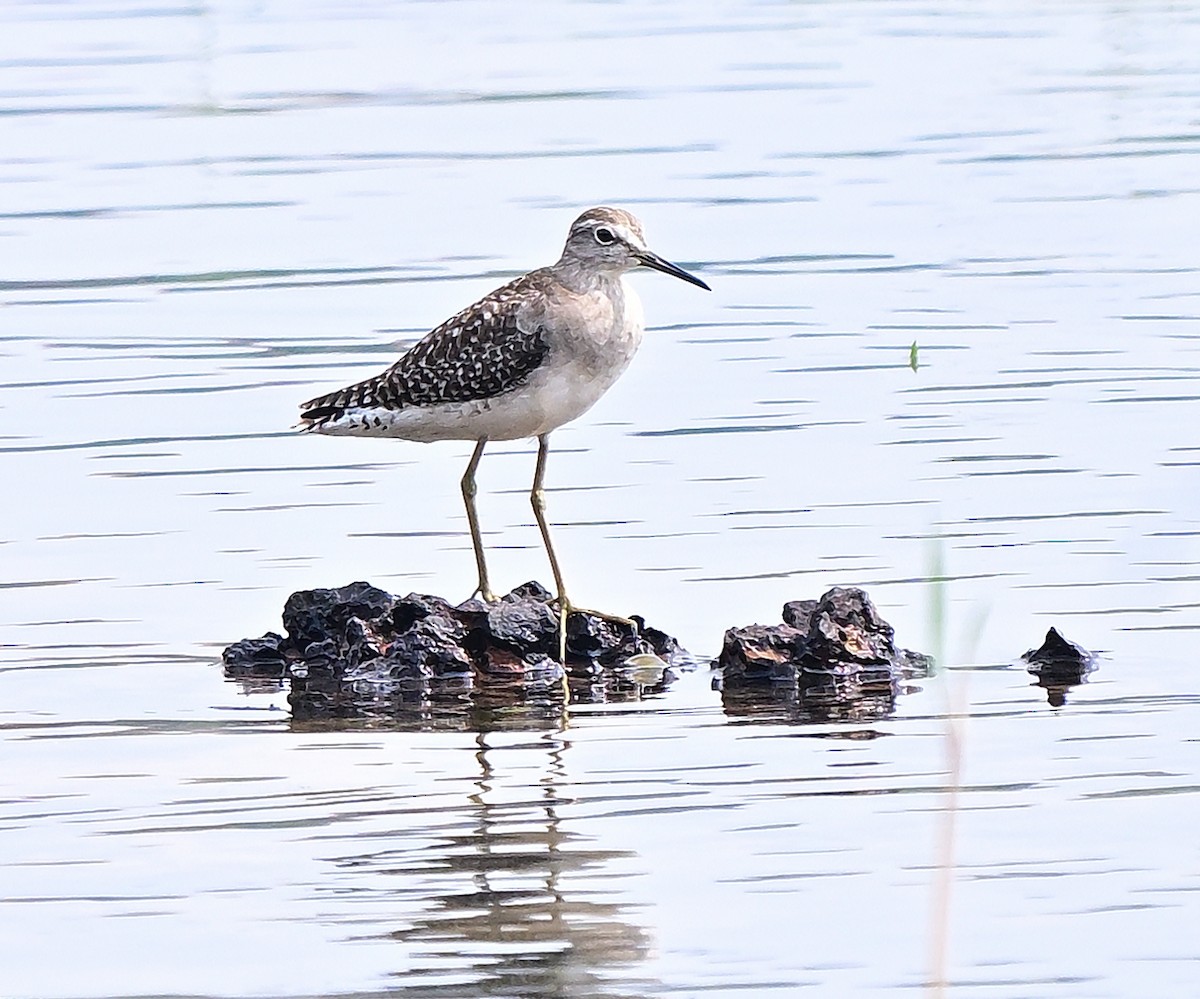 vodouš bahenní - ML645203735