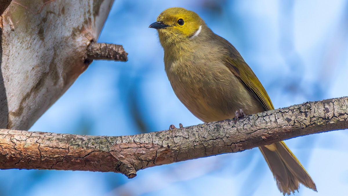 hvitsmykkehonningeter - ML645203748