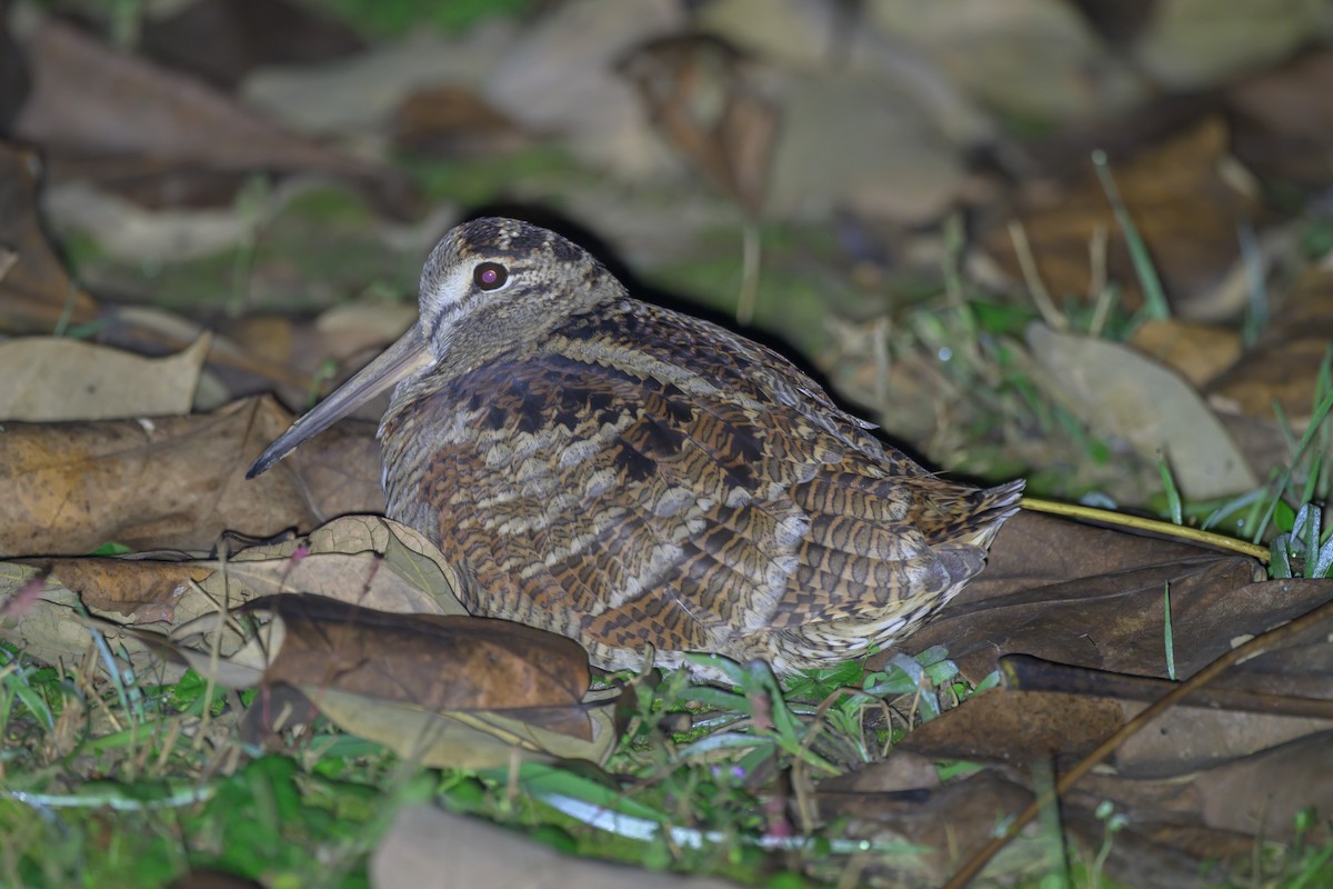Вальдшнеп - ML645203749