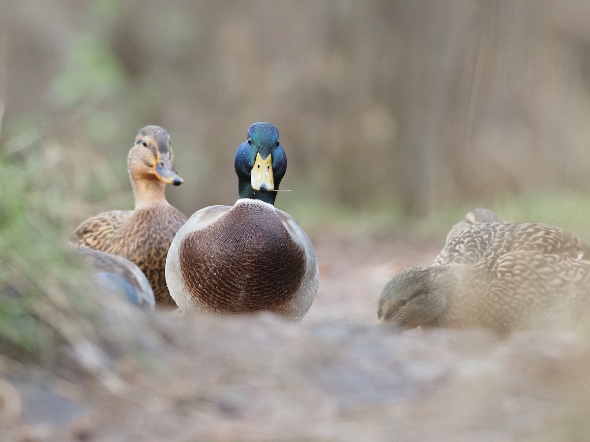 Mallard - ML645203751