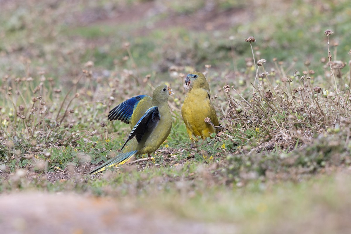 Rock Parrot - ML645203757