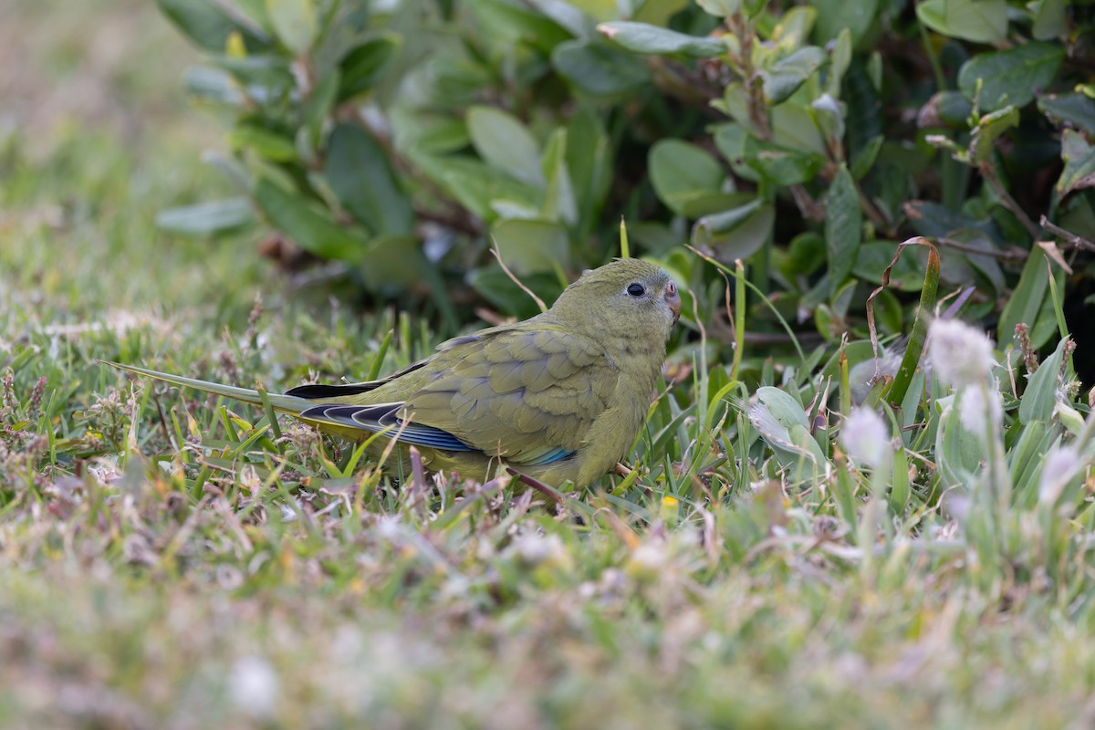 Rock Parrot - ML645203758