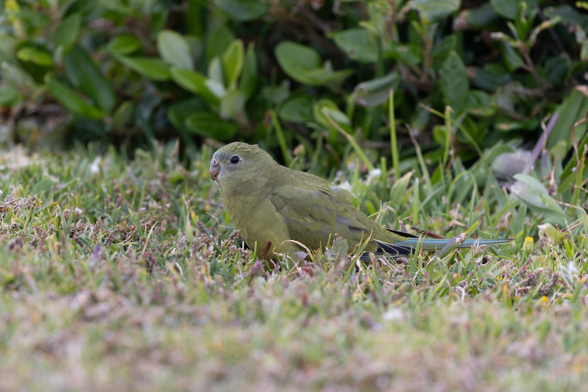 Rock Parrot - ML645203759