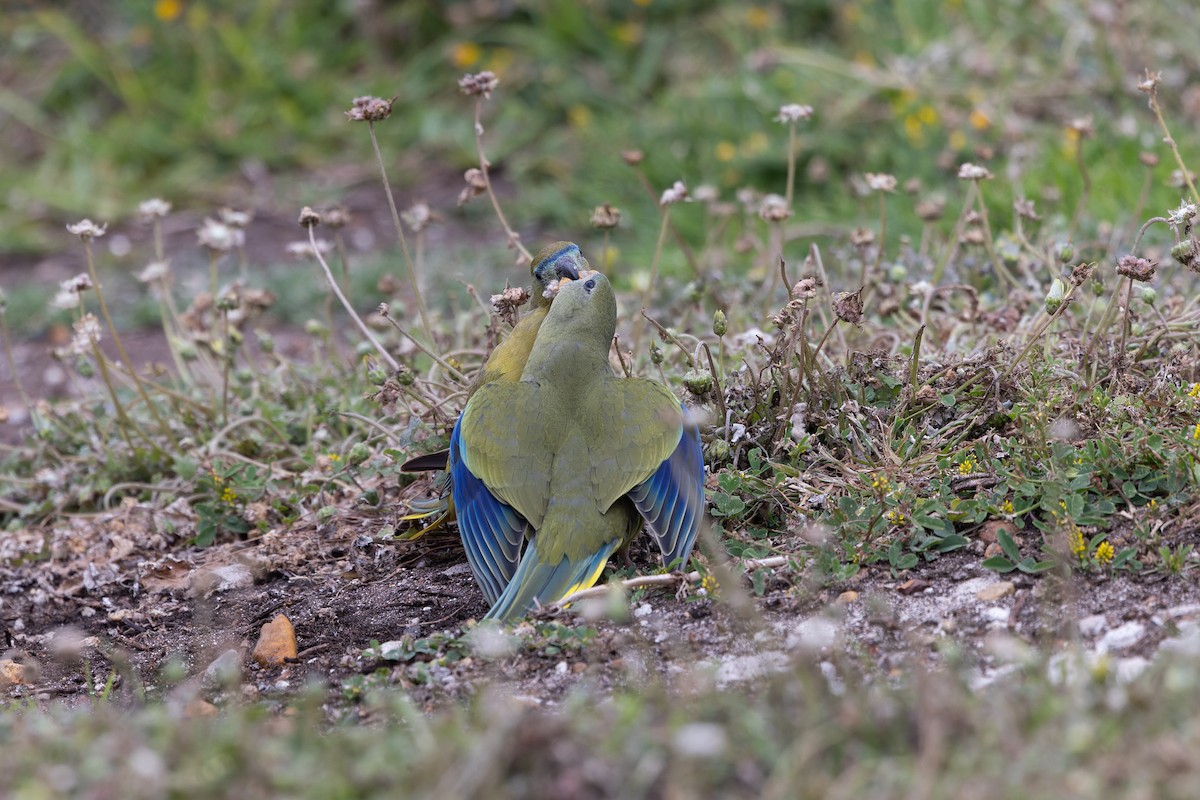 Rock Parrot - ML645203760