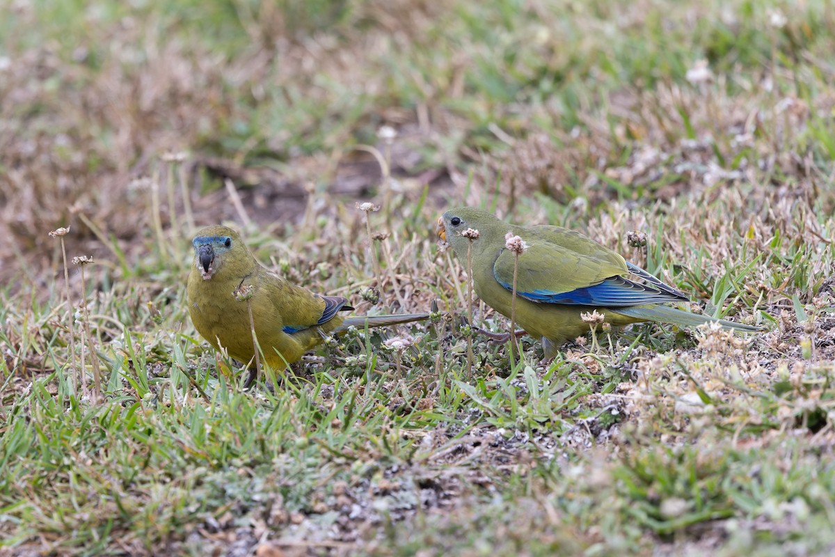 Rock Parrot - ML645203761