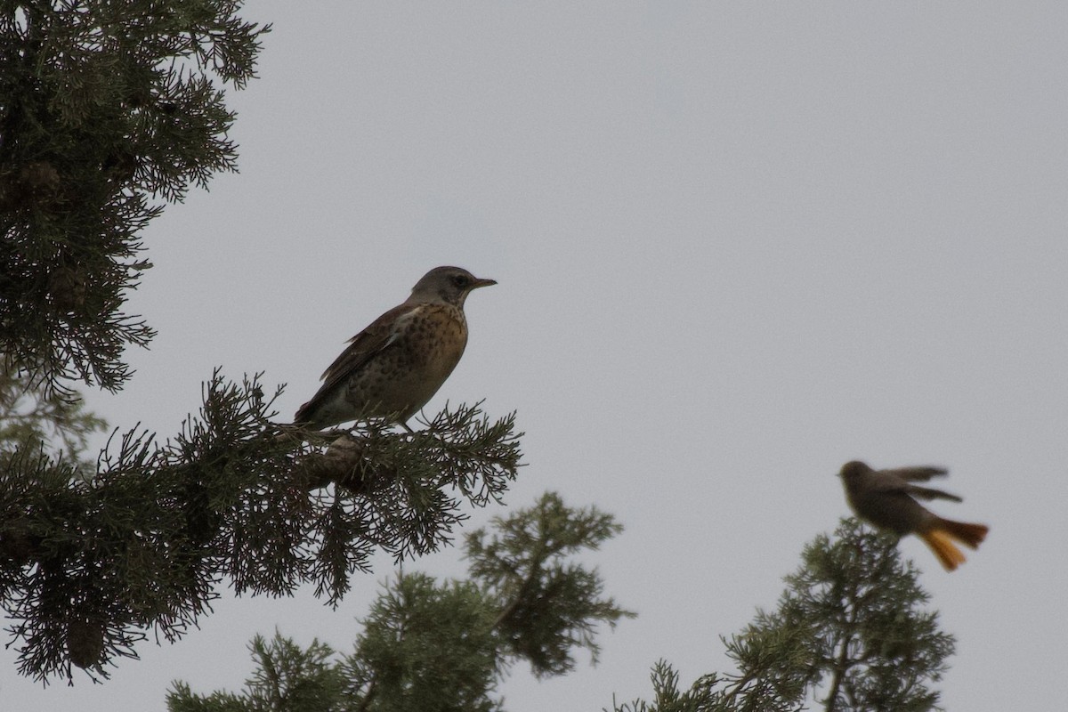Fieldfare - ML645203762