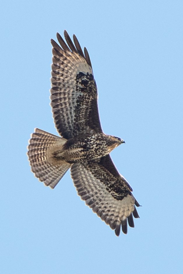 káně lesní - ML645203779