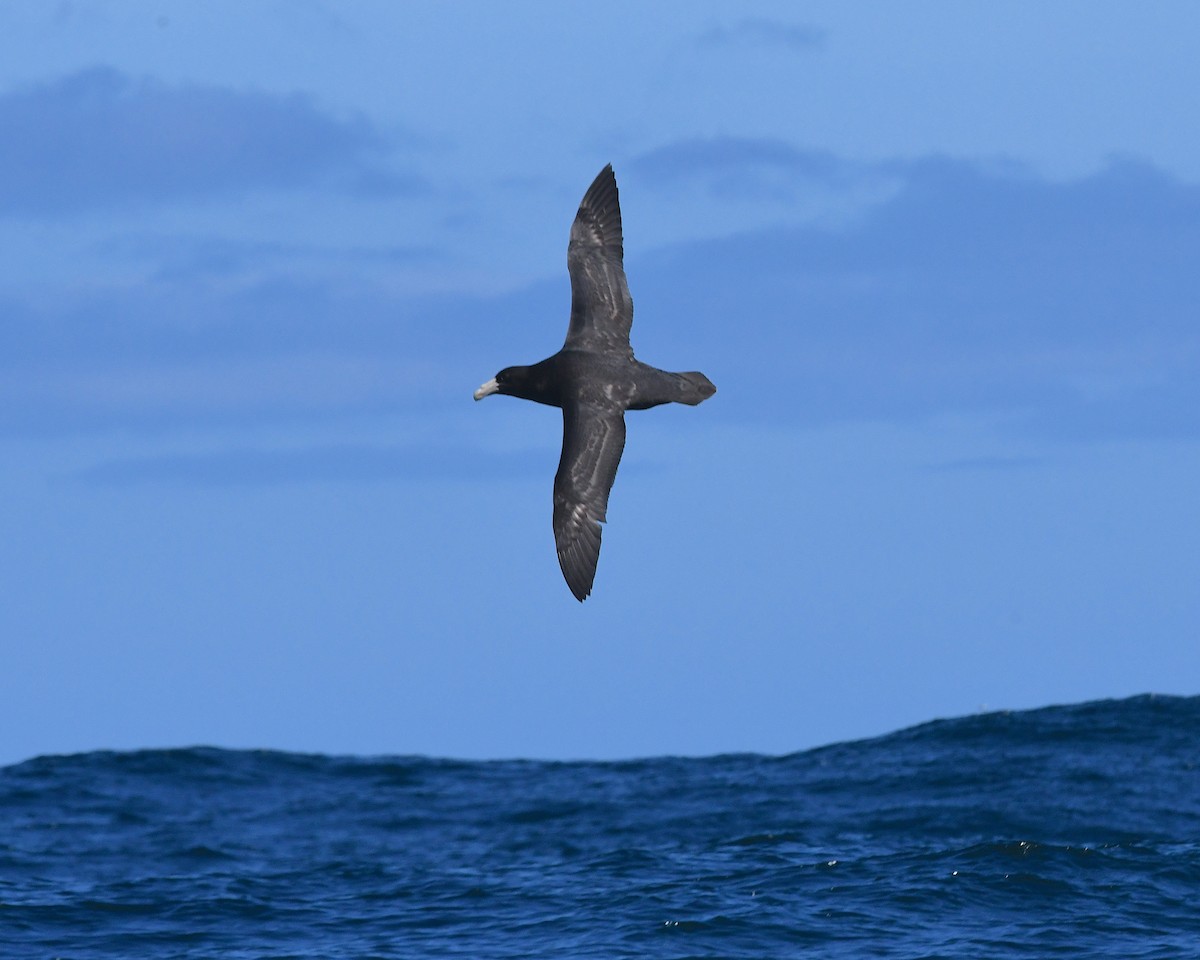 Southern Giant-Petrel - ML645203792