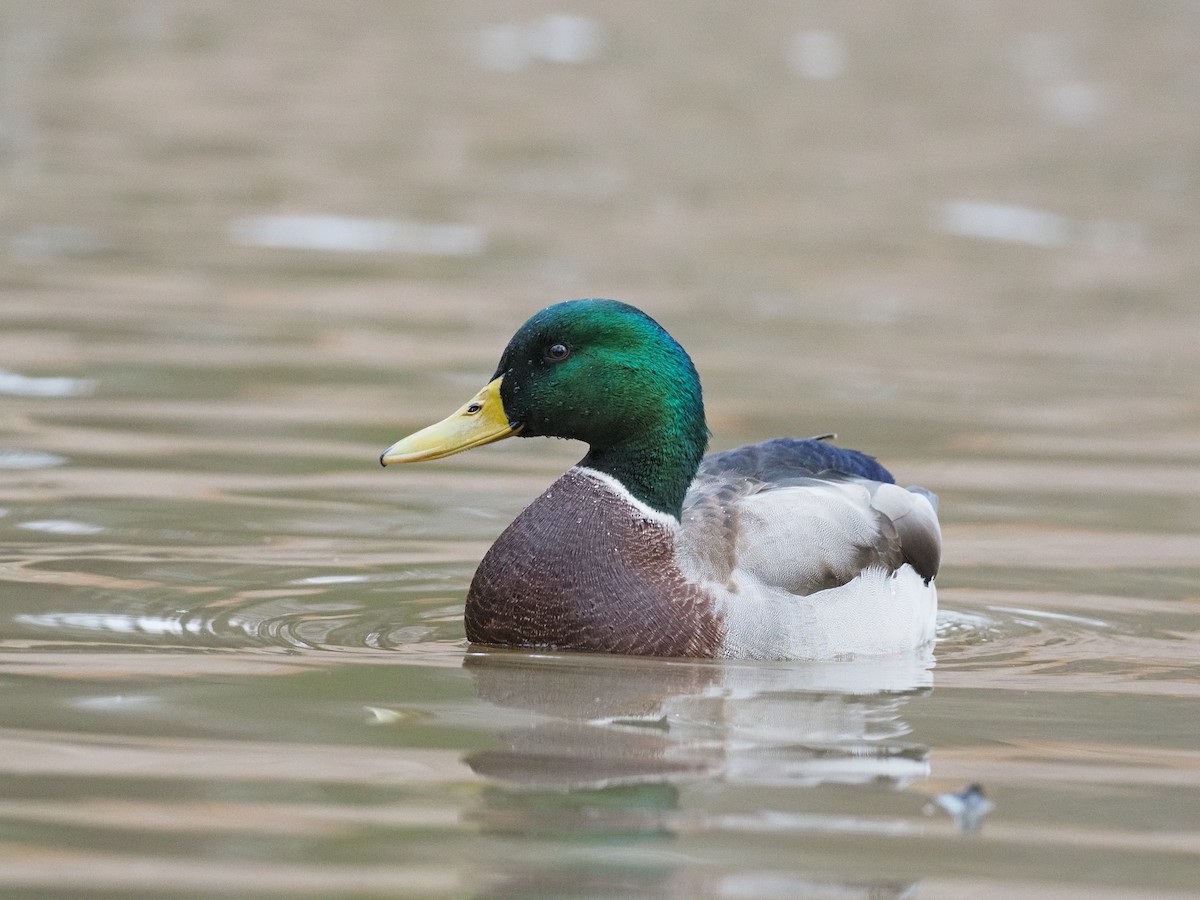 Mallard - ML645203793