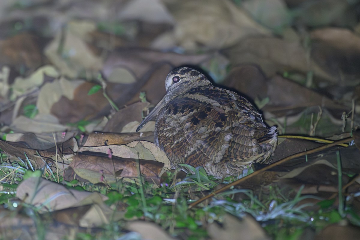 Вальдшнеп - ML645203794