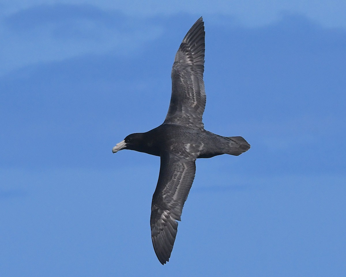 Southern Giant-Petrel - ML645203795